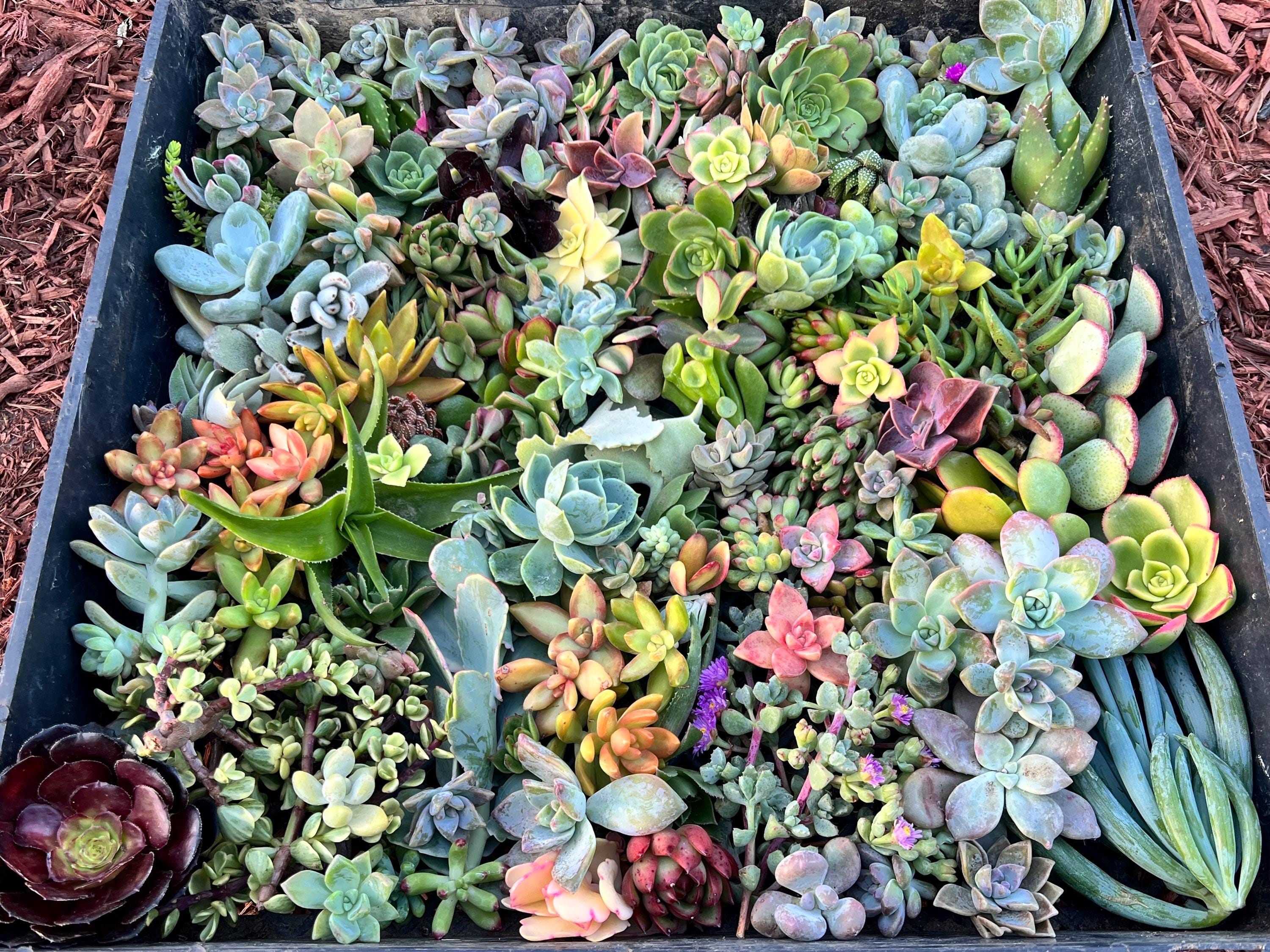 100 Succulent Cuttings (non rooted)
