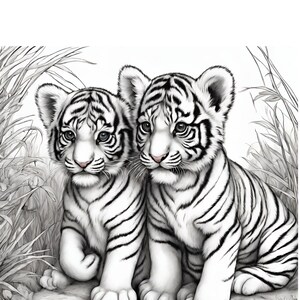 May include: Two white tiger cubs with black stripes sit side-by-side on a rock, looking at the viewer. The cubs are surrounded by tall grass.