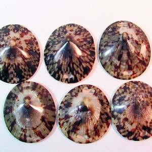 May include: Six brown, white, and black seashells with a pointed center. The shells are round and have a hole on the side.