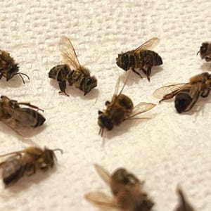 Puede incluir: Un conjunto de abejas melíferas, con cuerpos a rayas marrones y negras y alas translúcidas, dispersas sobre una superficie blanca y texturizada. Algunas abejas están erguidas, otras están tumbadas boca arriba.
