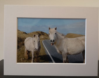 Featured image of post Eriskay Pony For Sale Scotland