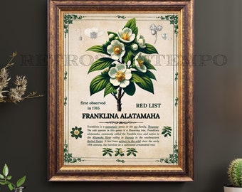 Vintage Franklinia Botanical Print: Extinct Plant Illustration (Digital Download)