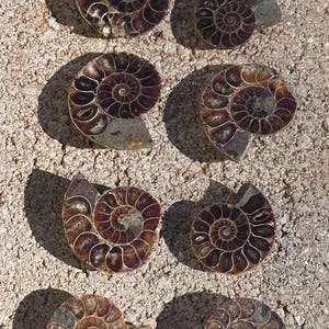 May include: A collection of eight fossilized ammonites, each with a unique spiral pattern and brown and white coloration. The ammonites are arranged in two rows of four, on a sandy surface.