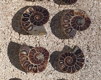 Flashy Rainbow Ammonite Fossil Shell l Iridescent Fossilized Ammonite Specimen l Colorful Crystal l Natural Fossil Healing Stone