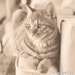 ShougunCat