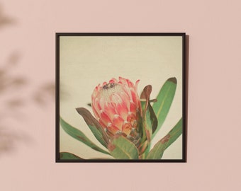 Tropical Protea Print, Exotic Flower Photographic Wall Art - Pink Ice