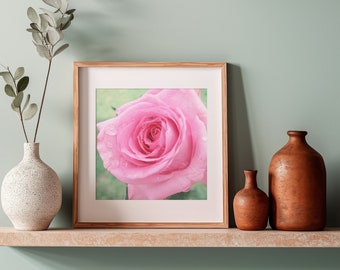 Stampa artistica di rose rosa: foto botanica di Morning Dew