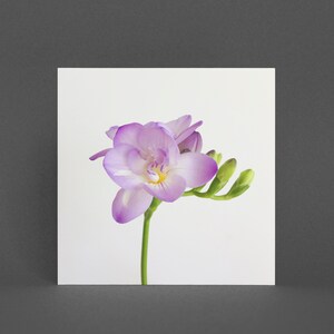 Bloem Wenskaart, Bloemenkaart - Paarse Bloem