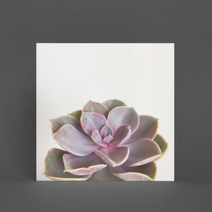 Biglietto d'auguri per piante - Succulente viola