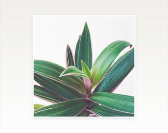 Plant Print, Botanical Wall Art, Clearance Sale - Oyster Plant