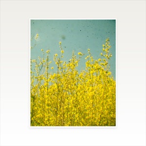 Yellow Flower Print, Spring Flower Photography Summer image 5