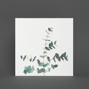 Carte Eucalyptus, Carte de vœux botanique - Eucalyptus