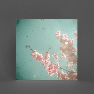 Kirschblüten Grußkarte - Hazy Sunshine