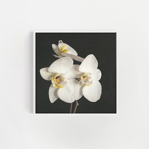 Orchid Prints, Flower Art Print - Black and White Orchid II