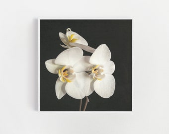 Orchid Prints, Flower Art Print - Black and White Orchid II