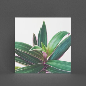 Botanische Karte, Zimmerpflanze Grußkarte - Austernpflanze