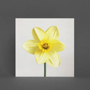 Frühlingsblume, Grußkarte, Blumenkarte - Narzisse