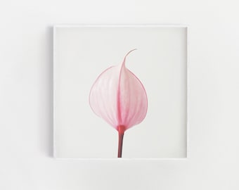 Botanical Print, Pink Flower Print, Minimal Flower Print - Pink Calla Lily II