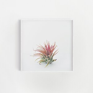 Minimalist Art, Air Plant Gift, Botanical Print, Plant Wall Art Air Plant image 1