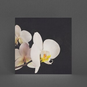 Biglietto d'auguri per orchidee: orchidea in bianco e nero