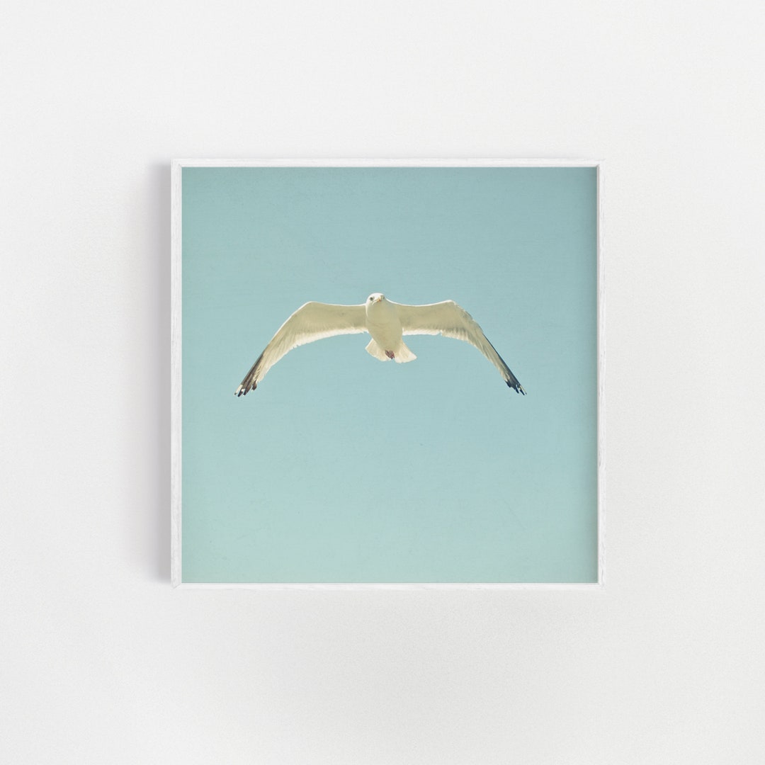 Bird Photography, Beach House Decor, Coastal Wall Art - Seagull - Etsy