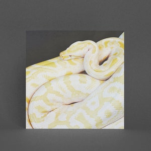 Carte de vœux serpent - Albino Python