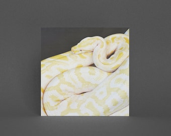 Snake Greeting Card - Albino Python