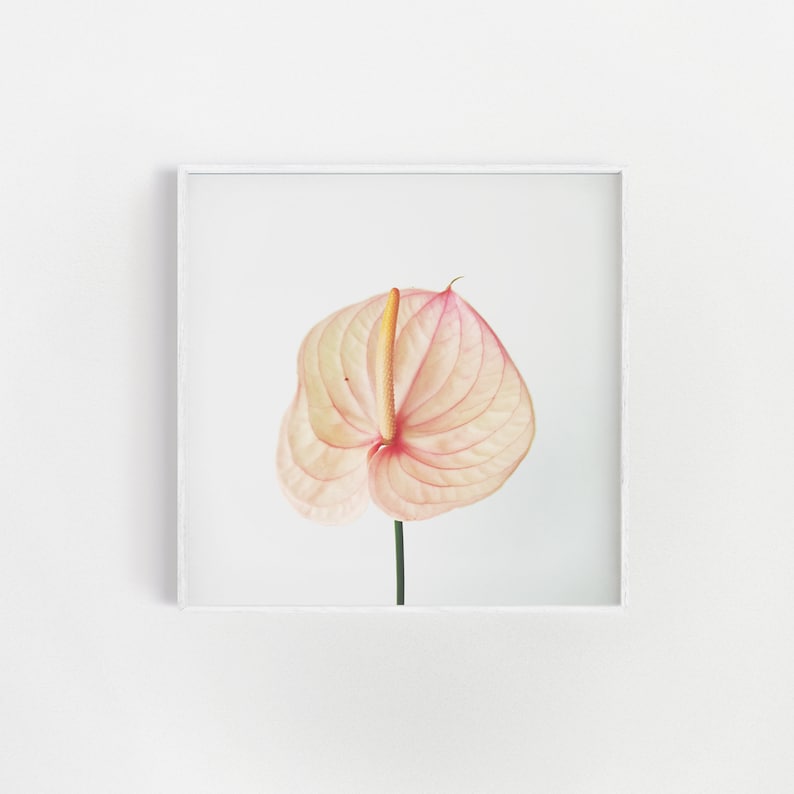 Lily Print Large Wall Art Pink Yellow Wall Art Minimal Etsy UK