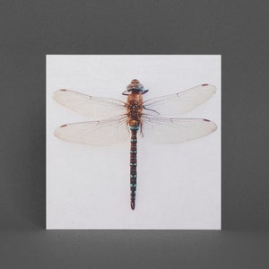 Dragonfly Wenskaart, Natuurkaart - Libelle