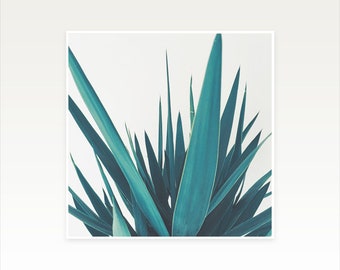 Blue Wall Art, 5x5 Print, Clearance Sale, Yucca Plant - Yucca Leaves