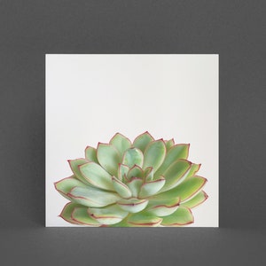 Tarjeta de felicitación botánica - Suculenta verde