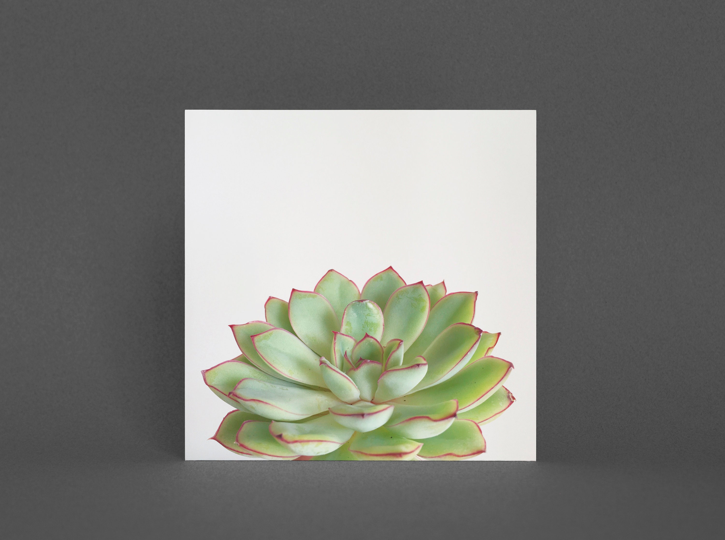 CassiaBeck - Etsy