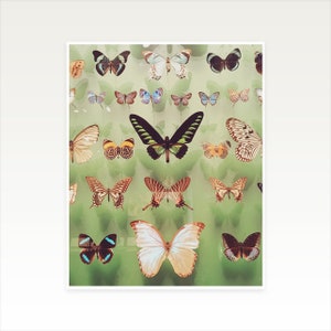 Butterfly Wall Art, Boho Decor, Regalo per lei Farfalle immagine 3