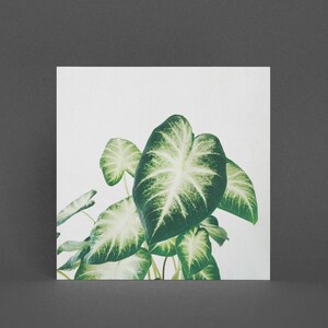 Biglietto d'auguri per piante, biglietto botanico - grappolo di foglie