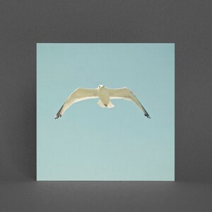 Vogel Grußkarte - Möwe