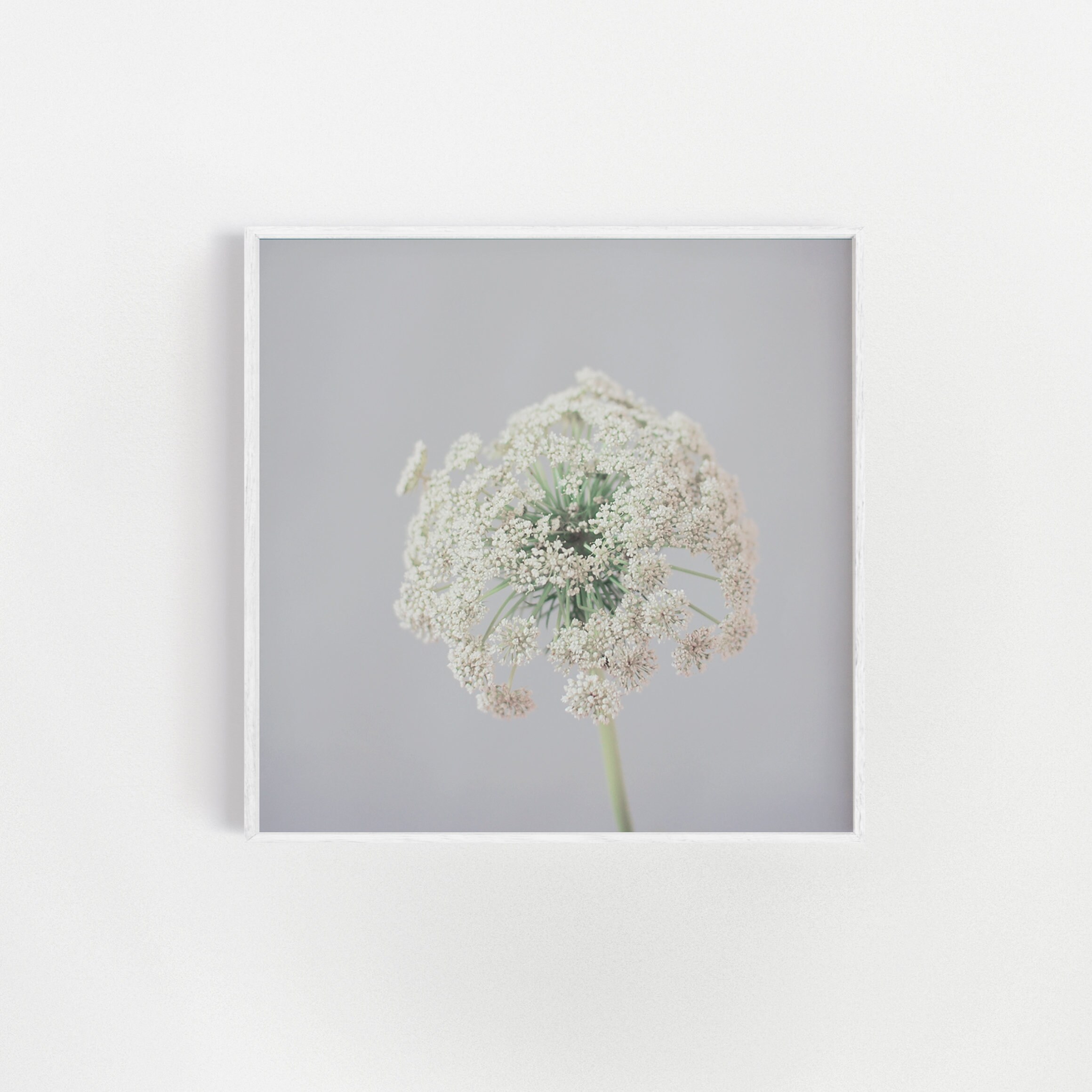 Botanical Print: White Queen Anne's Lace on Grey (unframed) - Etsy, image size:2320x2320