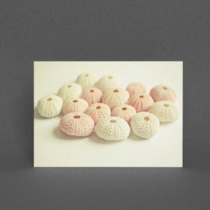 Meeresmuschelkarte, Küstenkarte - Cluster