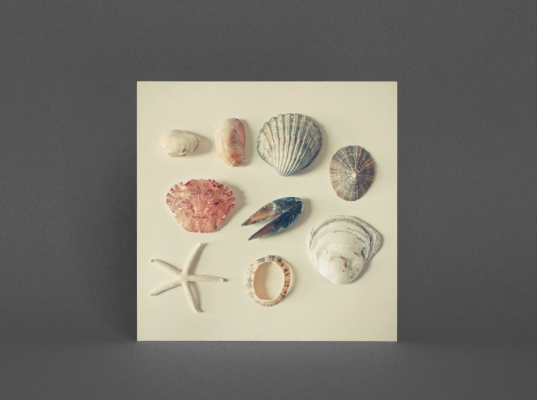 Shell Beach Card Shell Card, Coastal Greeting Card - From the Sea - Etsy