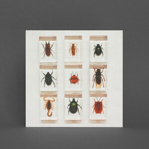 Tarjeta de felicitación para amantes de los insectos: conjunto de insectos