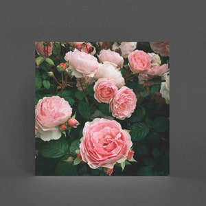 Carte de voeux rose, carte de fleur rose - rose foncé