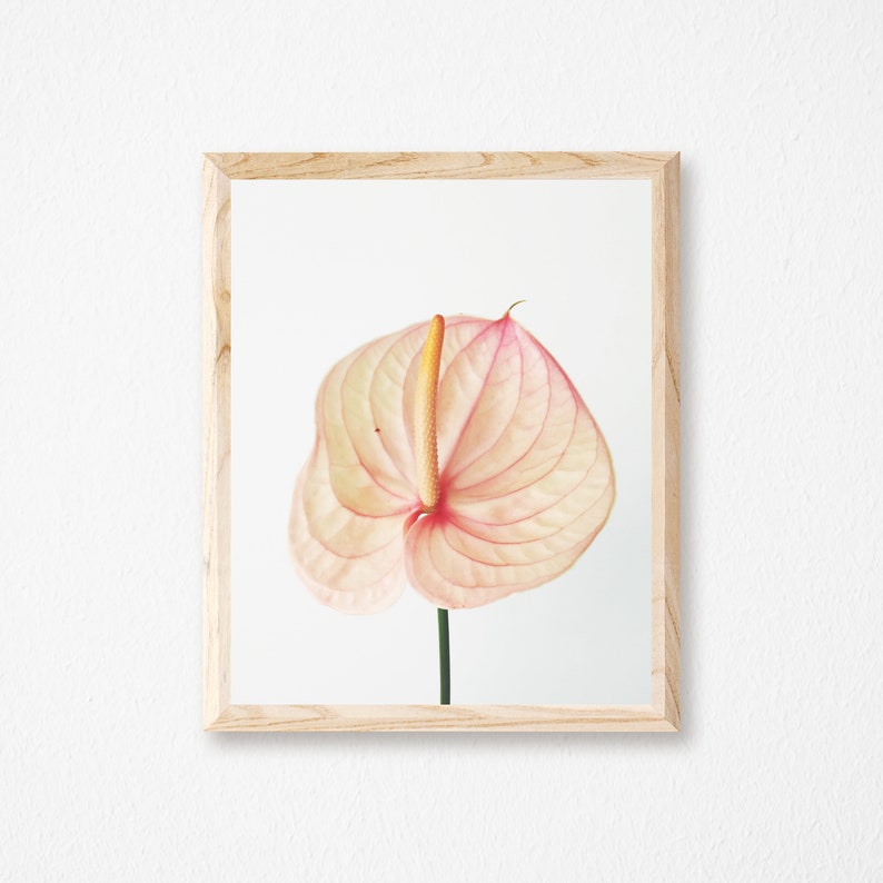 Lily Print Large Wall Art Pink Yellow Wall Art Minimal Etsy UK