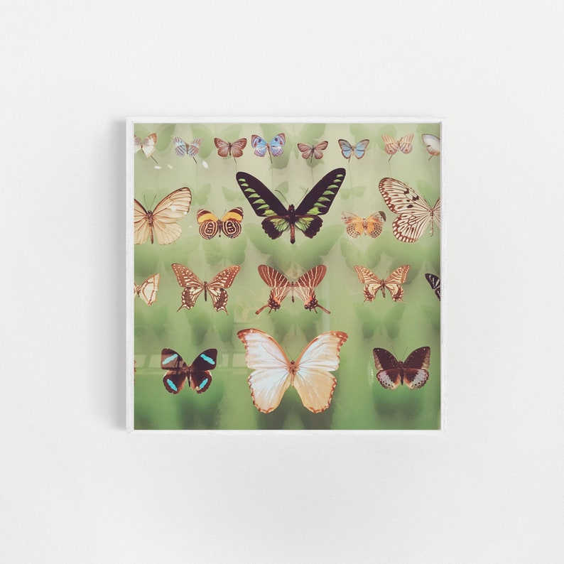 Butterfly Wall Art, Boho Decor, Regalo per lei Farfalle immagine 6