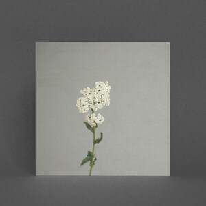 Florale Grußkarte - Weiße Blumen