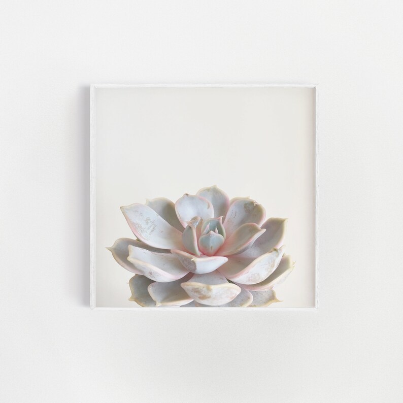 Minimal Succulent Print, Pastel Botanical Wall Art for the Bedroom Pink Succulent image 3