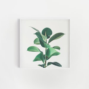 Wall Art, Plant Print, Botanical Art, Kitchen Decor - Rubber Fig