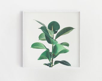 Wall Art, Plant Print, Botanical Art, Kitchen Decor - Rubber Fig