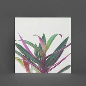 Biglietto di auguri per piante - Boat Lily II