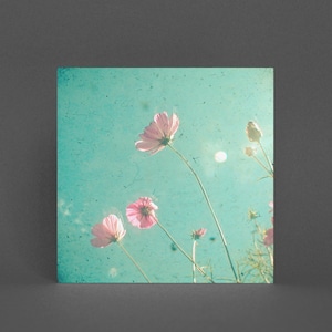 Kosmos Blumen Grußkarte, Blumenkarte - Wiese