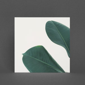 Carte végétale, carte de vœux botanique - feuilles de figuier en caoutchouc I