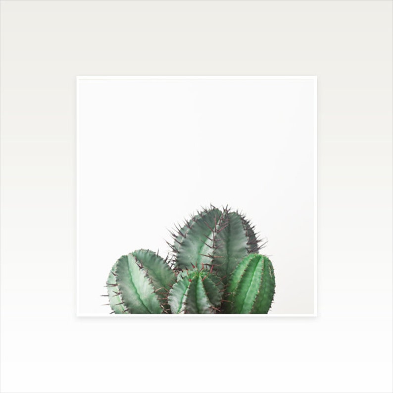 Cactus Print, Botanical Art, Cactus Wall Decor, Kitchen Wall Art African Milk Barrel image 3